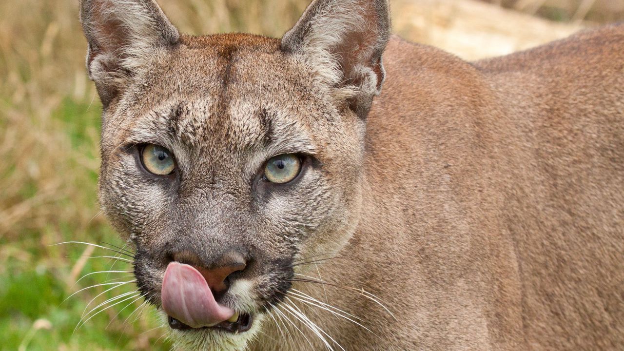 Wallpaper cougar, tongue, lick, face, predator