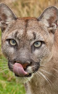 Preview wallpaper cougar, tongue, lick, face, predator