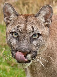 Preview wallpaper cougar, tongue, lick, face, predator