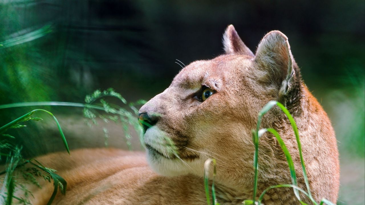 Wallpaper cougar, wolf, muzzle, down, grass