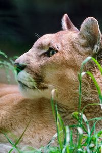 Preview wallpaper cougar, wolf, muzzle, down, grass