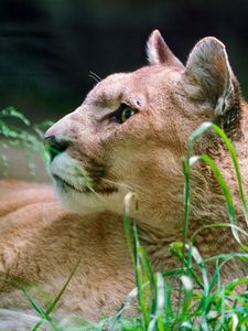 Preview wallpaper cougar, wolf, muzzle, down, grass