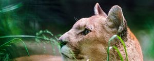 Preview wallpaper cougar, wolf, muzzle, down, grass