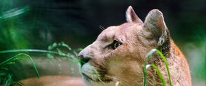 Preview wallpaper cougar, wolf, muzzle, down, grass