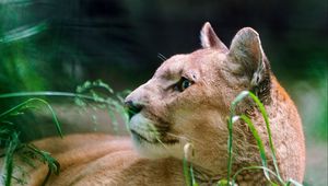 Preview wallpaper cougar, wolf, muzzle, down, grass