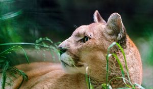 Preview wallpaper cougar, wolf, muzzle, down, grass