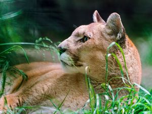 Preview wallpaper cougar, wolf, muzzle, down, grass