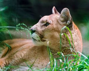 Preview wallpaper cougar, wolf, muzzle, down, grass