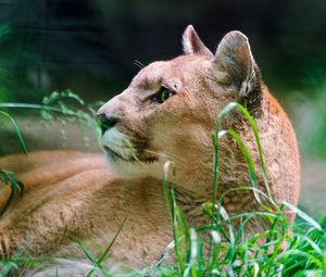 Preview wallpaper cougar, wolf, muzzle, down, grass