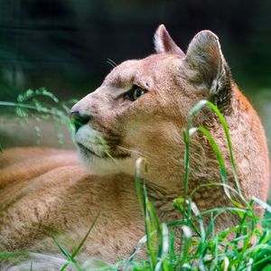 Preview wallpaper cougar, wolf, muzzle, down, grass