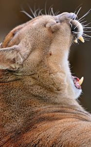 Preview wallpaper cougar, yawn, muzzle