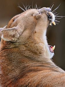 Preview wallpaper cougar, yawn, muzzle