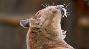 Preview wallpaper cougar, yawn, muzzle