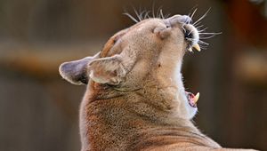 Preview wallpaper cougar, yawn, muzzle