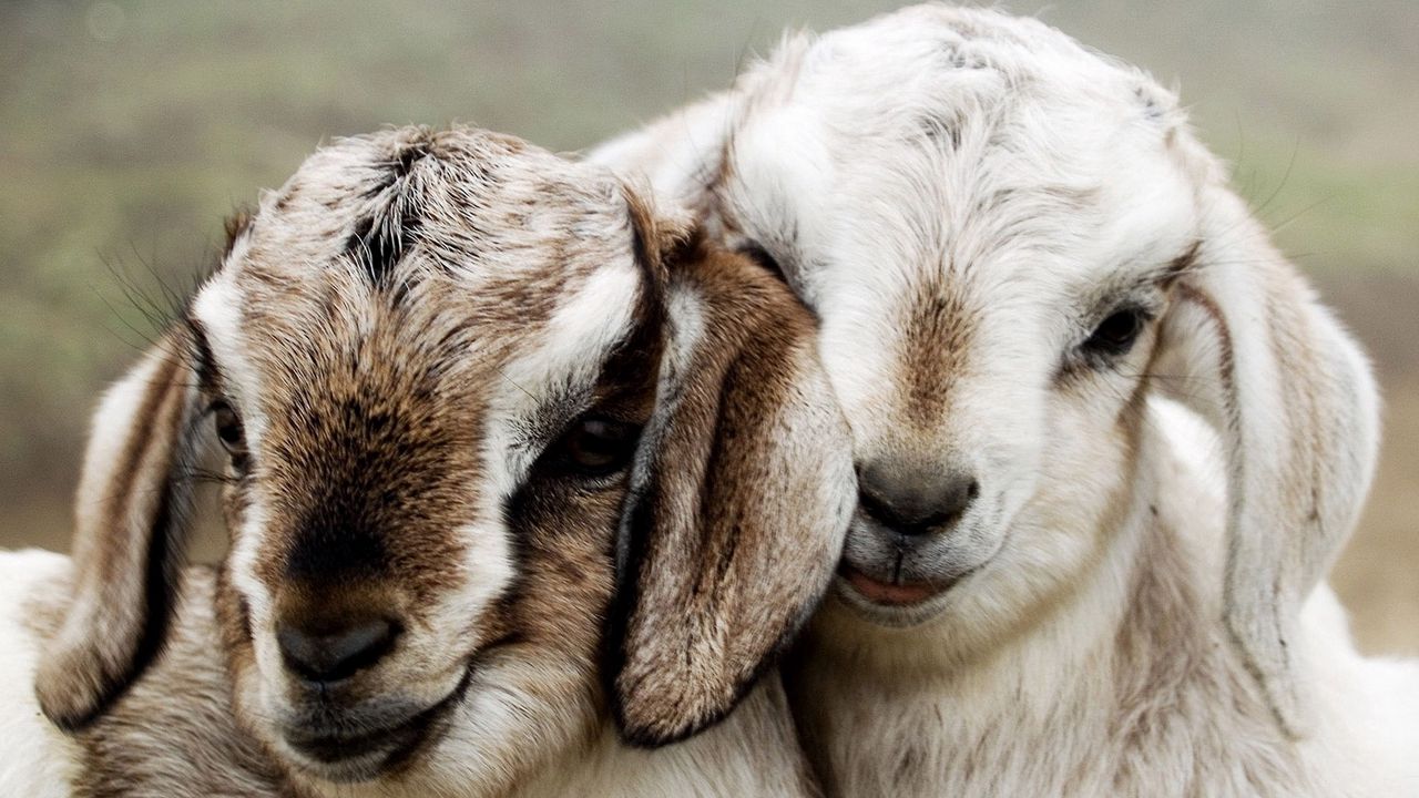 Wallpaper couple, beautiful, lambs