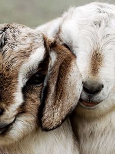 Preview wallpaper couple, beautiful, lambs