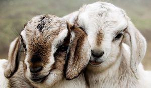 Preview wallpaper couple, beautiful, lambs
