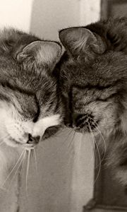 Preview wallpaper couple, cats, playful, caring, tender, fluffy, black and white