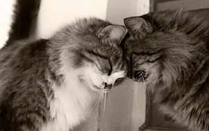 Preview wallpaper couple, cats, playful, caring, tender, fluffy, black and white
