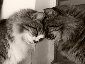 Preview wallpaper couple, cats, playful, caring, tender, fluffy, black and white