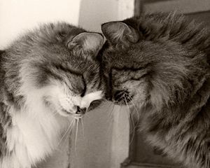 Preview wallpaper couple, cats, playful, caring, tender, fluffy, black and white