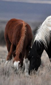 Preview wallpaper couple, horse, horses, mane, grass, food