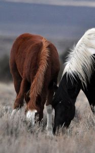 Preview wallpaper couple, horse, horses, mane, grass, food