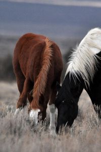 Preview wallpaper couple, horse, horses, mane, grass, food