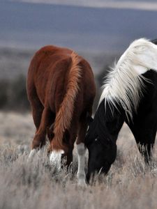 Preview wallpaper couple, horse, horses, mane, grass, food