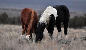 Preview wallpaper couple, horse, horses, mane, grass, food