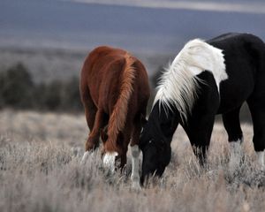 Preview wallpaper couple, horse, horses, mane, grass, food