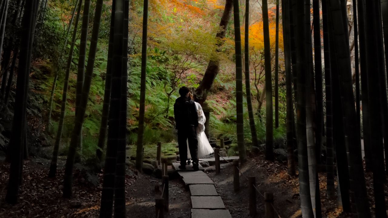 Wallpaper couple, kiss, love, path, forest, nature