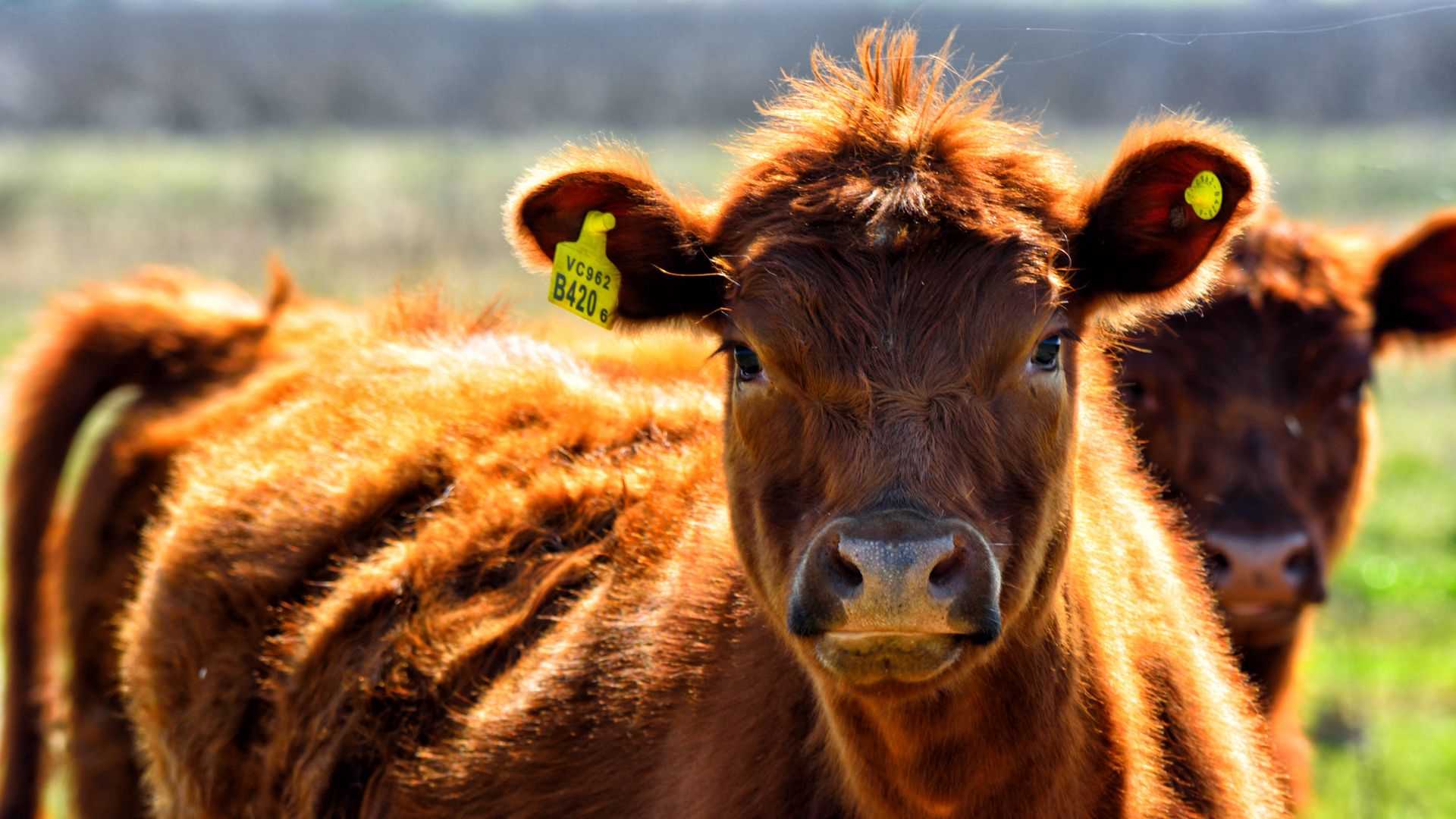 Download wallpaper 1920x1080 cow, face, color, pasture full hd, hdtv ...