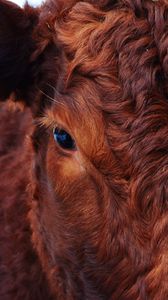 Preview wallpaper cow, face, eyes, hair