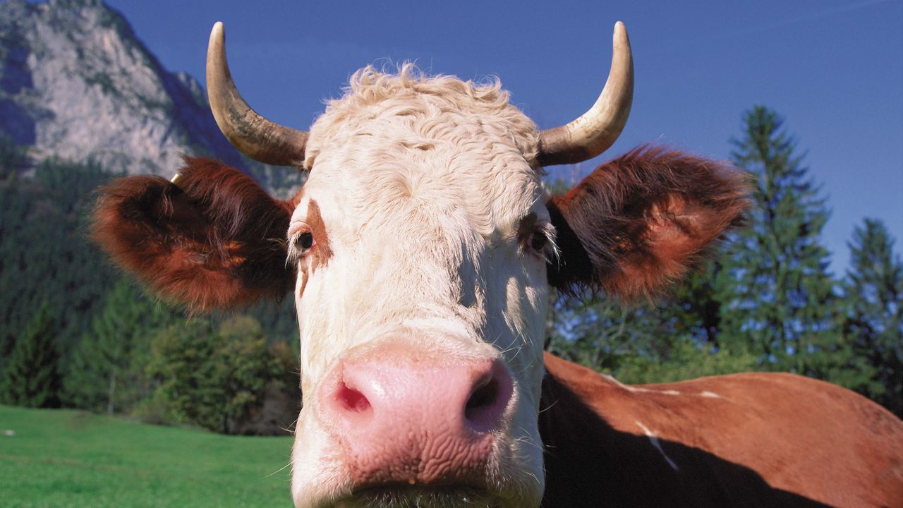 Wallpaper cow, face, horn, close-up
