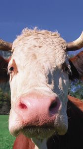 Preview wallpaper cow, face, horn, close-up