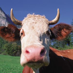 Preview wallpaper cow, face, horn, close-up