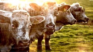 Preview wallpaper cow, fence, grass, sunlight