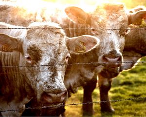 Preview wallpaper cow, fence, grass, sunlight