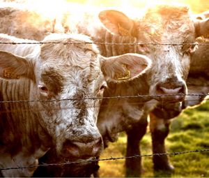 Preview wallpaper cow, fence, grass, sunlight