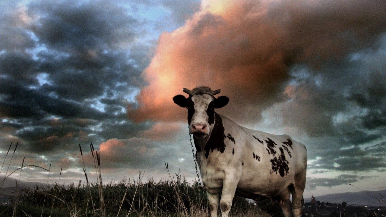 Wallpaper cow, field, cloudy, grass