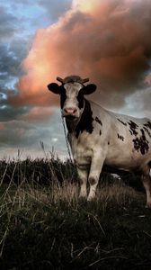 Preview wallpaper cow, field, cloudy, grass