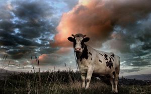 Preview wallpaper cow, field, cloudy, grass