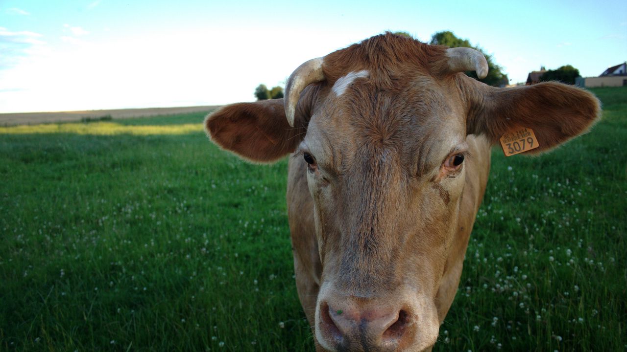 Wallpaper cow, field, meadow