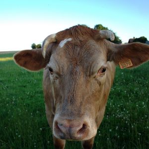 Preview wallpaper cow, field, meadow
