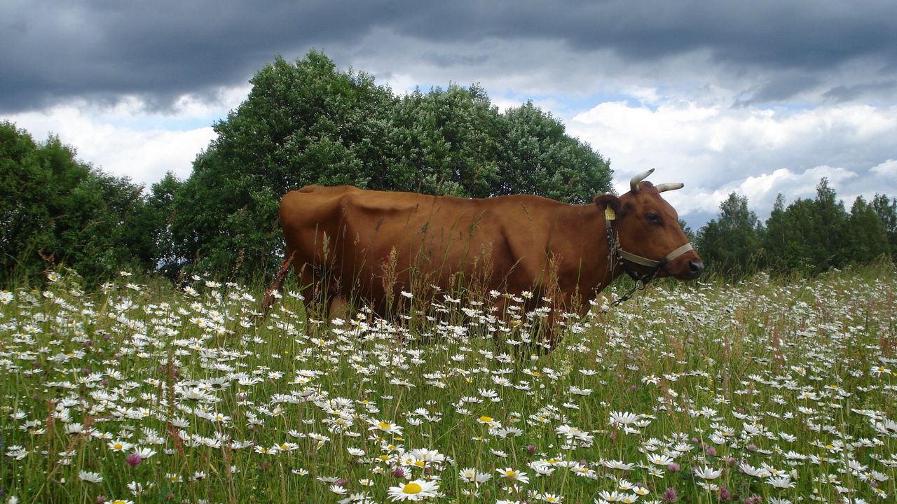 Wallpaper cow, flowering meadow, chamomile