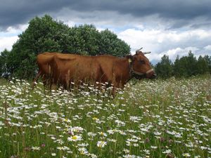 Preview wallpaper cow, flowering meadow, chamomile