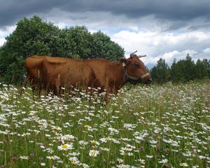 Preview wallpaper cow, flowering meadow, chamomile