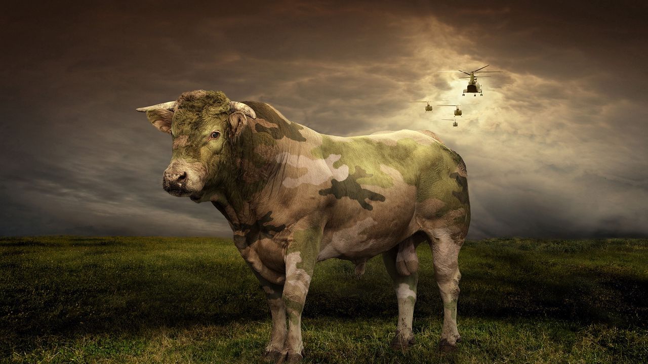Wallpaper cow, grass, light, field