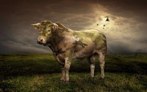 Preview wallpaper cow, grass, light, field